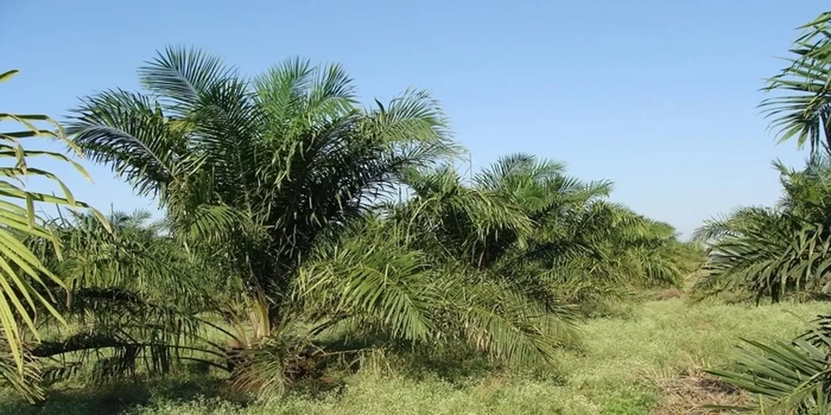 Waspada! Kenali 4 Penyakit yang Sering Menyerang Tanaman Kelapa Sawit