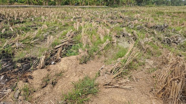 Potensi Kemarau dan Kekeringan Ancam Kasemen, Petani Terancam Gagal Tanam Padi MT 3