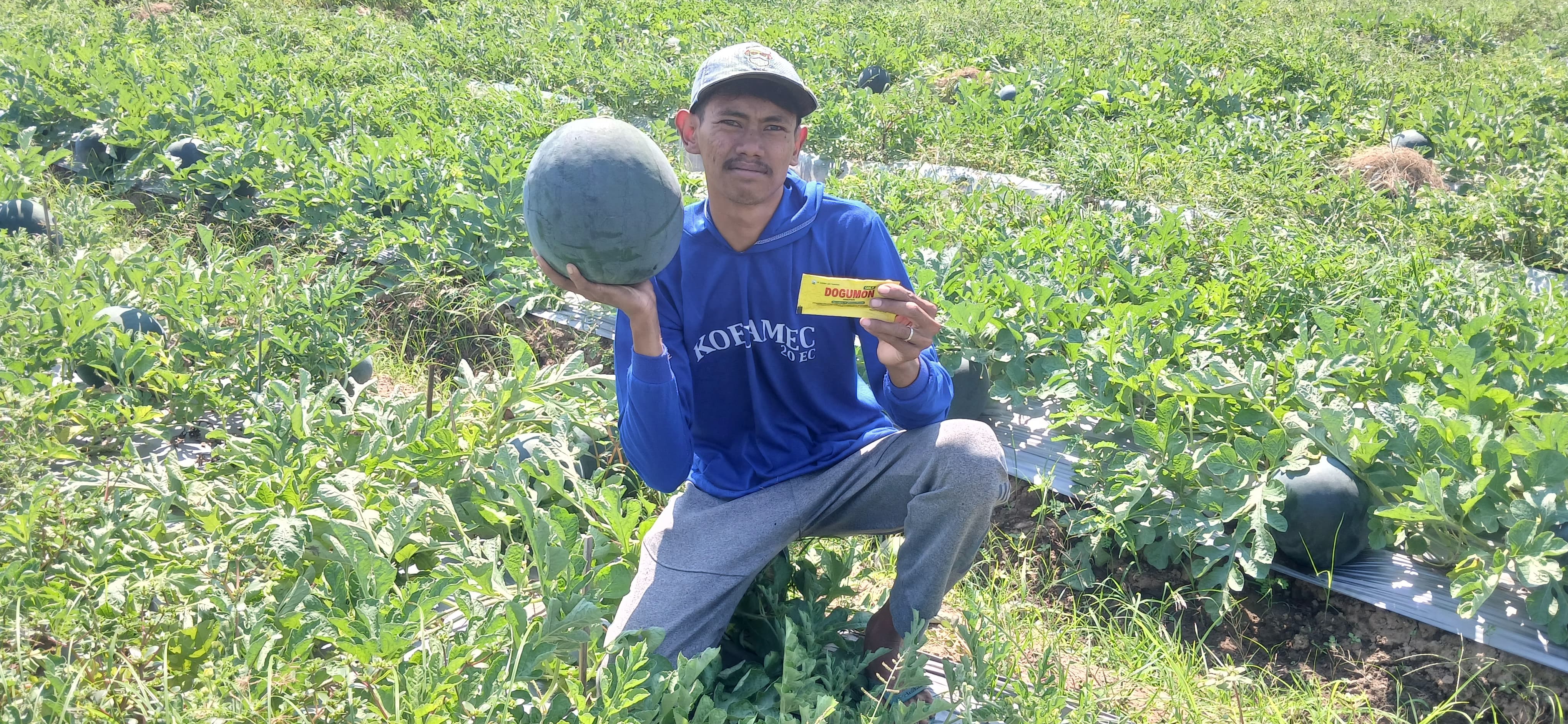 Petani Semangka Banyuwangi Rasakan Manfaat Dogumon Gold dari PT Indofas Agro Nusantara, Buah Lebih Besar dan Manis