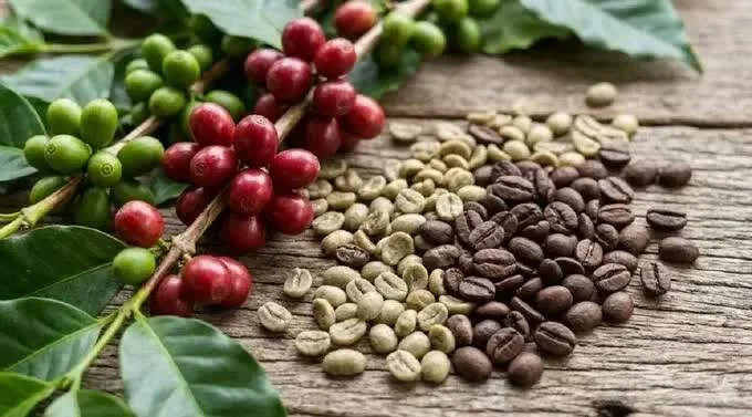 Harga Kopi dan Lada Tetap Stabil, Harga Beras Segar Naik