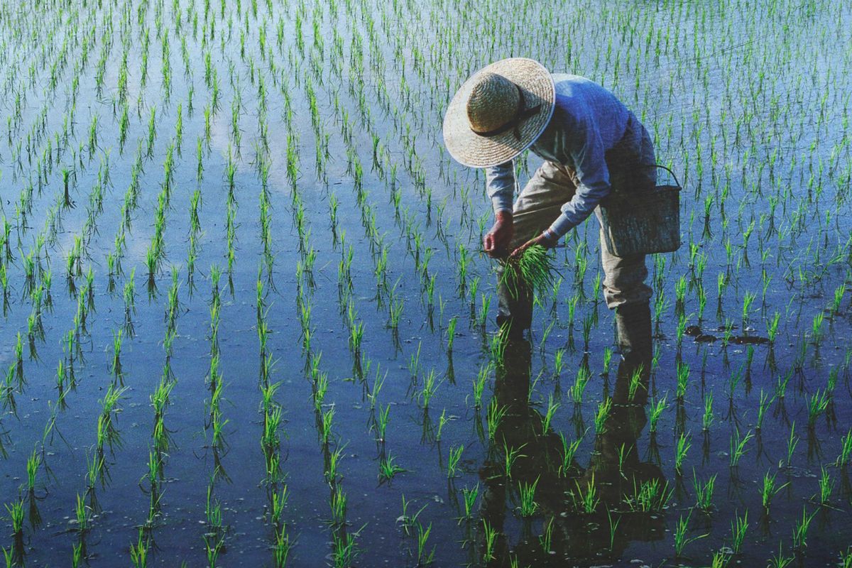 Tinggalkan Gaji Rp2,5 Miliar, Engineer Huawei Memilih Turun ke Lahan Jagung