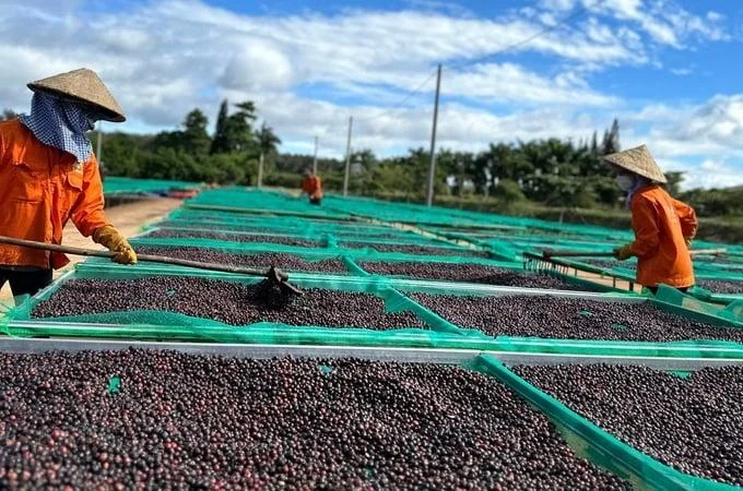 Harga Kopi dan Lada Tetap Stabil, Harga Beras Segar Naik
