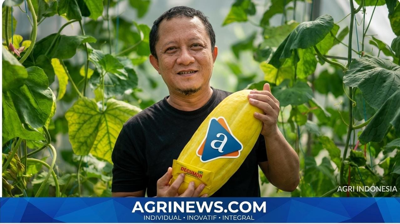 Manfaatkan Lahan Kosong, Petani Timun Mas Raup Peluang Untung Bersama Dr. Eko Pranyoto