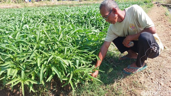 Kisah Jamil Ubah Lahan Tidur Desa di Cirebon Jadi Kebun Kangkung Produktif