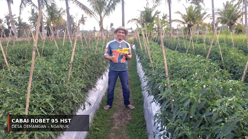 Petani Banyuwangi Uji Ramuan Genderuwo dan Dogumon Gold di Lahan Sendiri