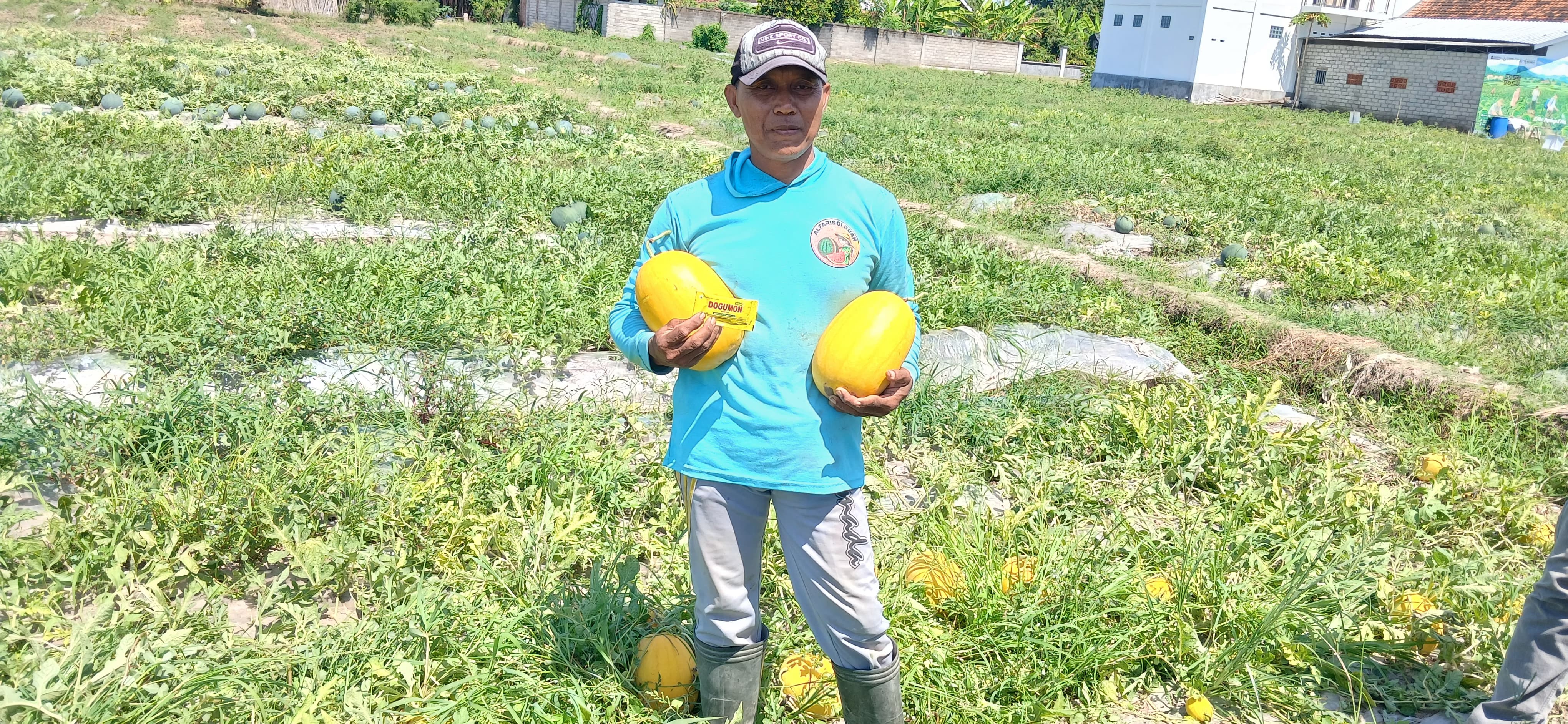 Panen Timun Mas Melimpah Berkat Pupuk Organik Cair Dogumon, Petani Banyuwangi Raup Hasil Menggembirakan