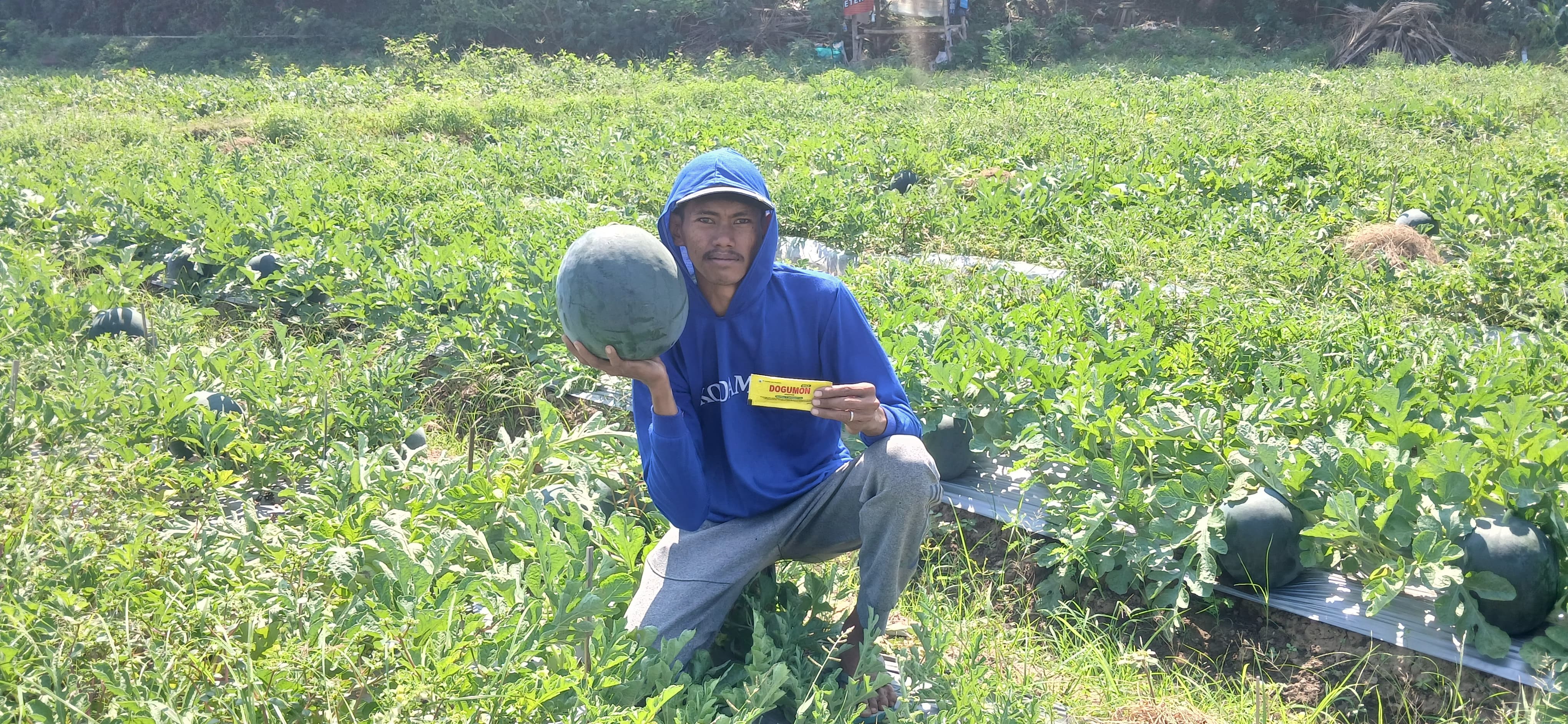 Petani Semangka Banyuwangi Rasakan Manfaat Dogumon Gold dari PT Indofas Agro Nusantara, Buah Lebih Besar dan Manis