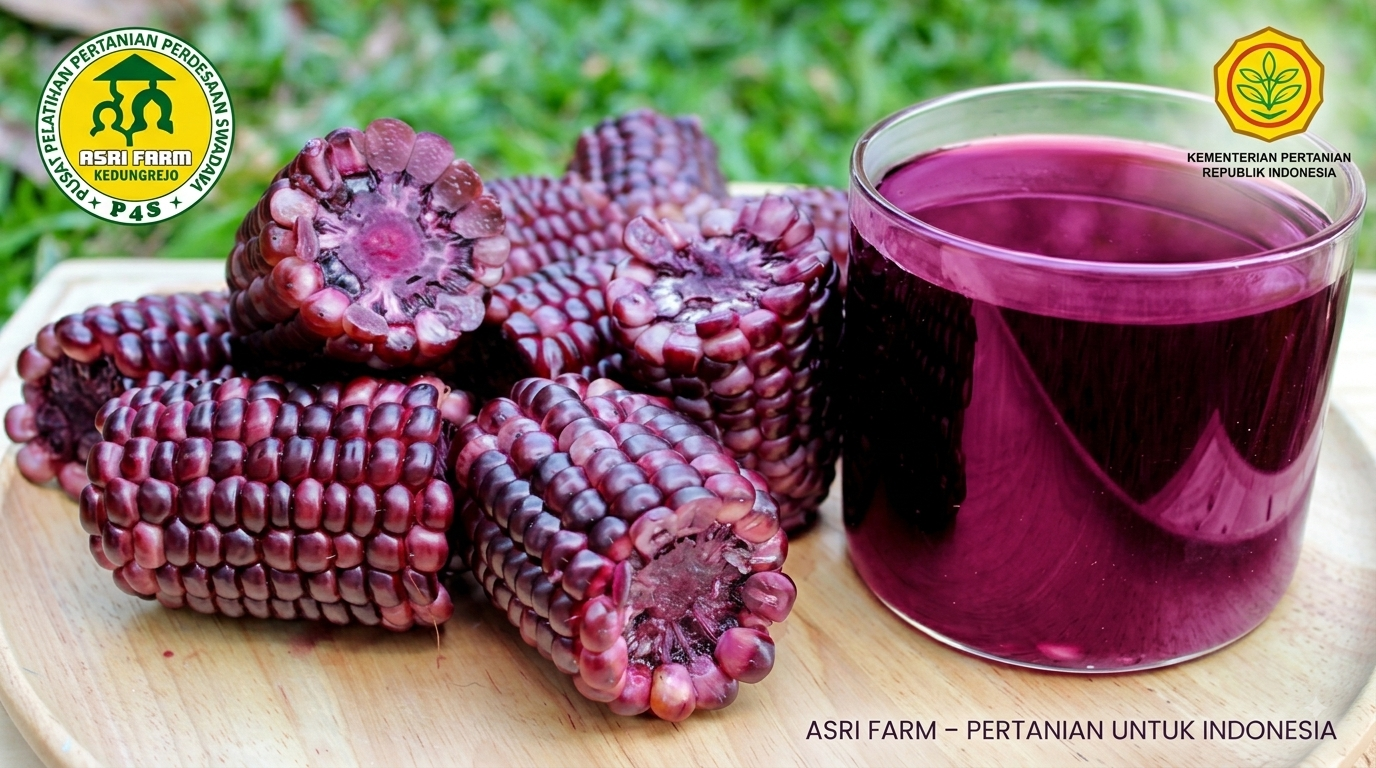 Sweet Purple ASRI FARM, Kado Kemerdekaan dari Kedungrejo untuk Kementerian Pertanian