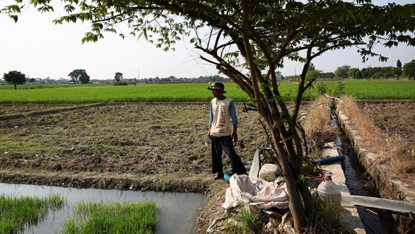 El Nino Hantui Jabar, Produksi Padi Terancam Merosot 15 Persen