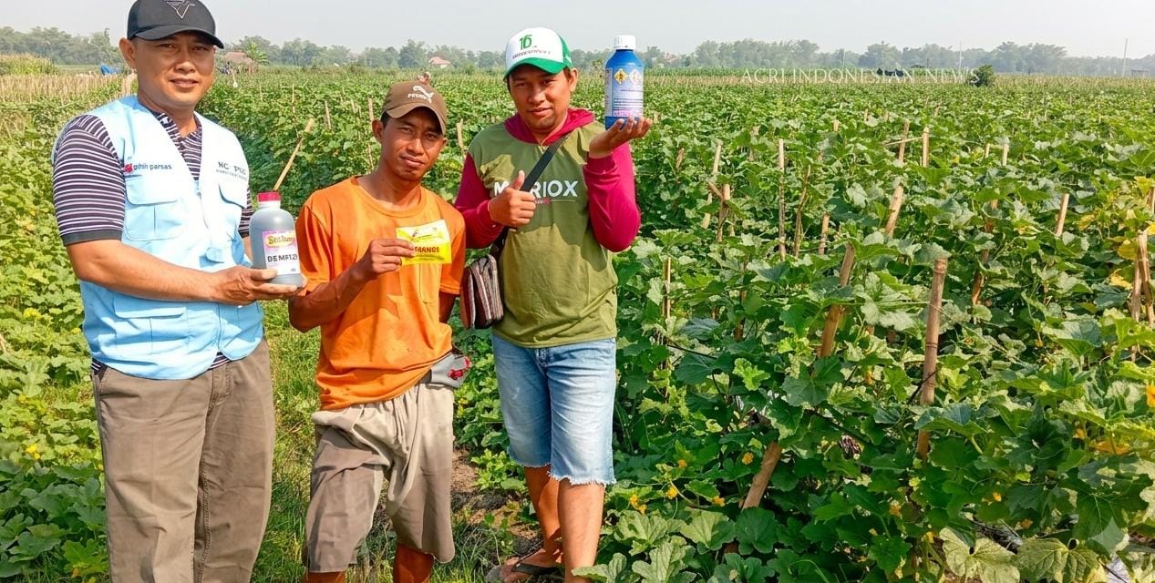 Usia 42 Hari, Melon Amanda di Nganjuk Didorong Optimal Berbuah dengan Dogumon Gold dan W.O.T