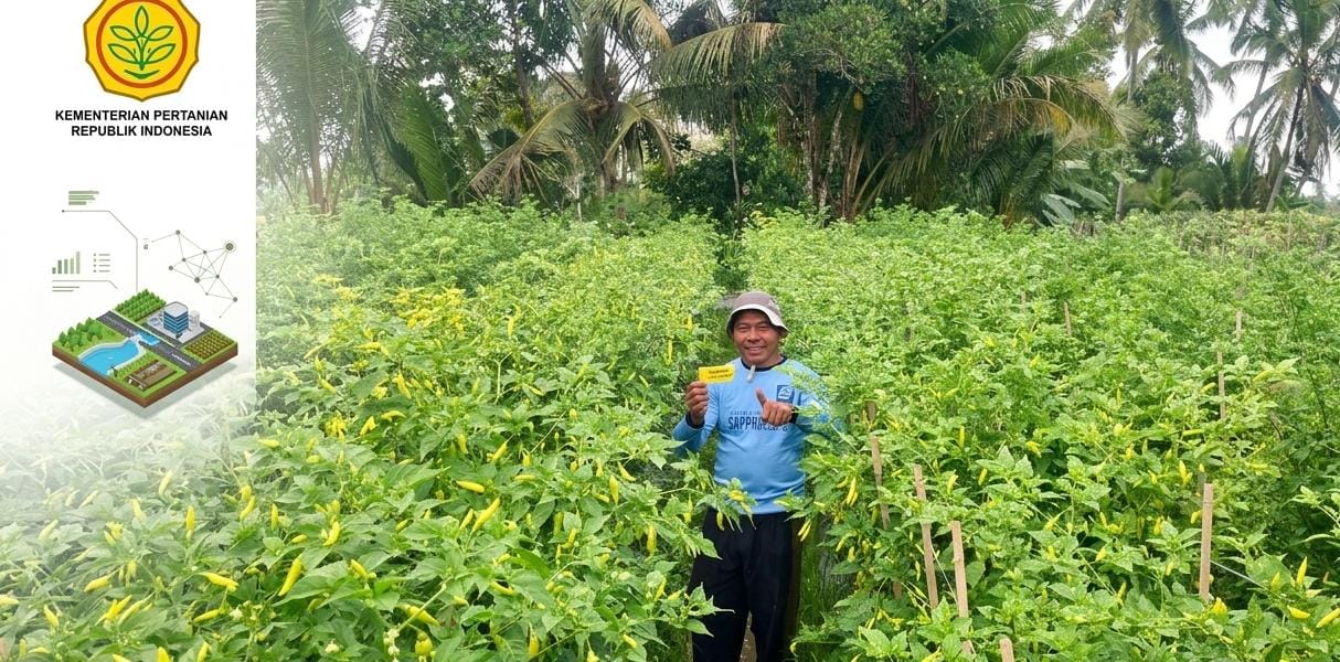 Petani Cabai Desa Bedewang Uji Penggunaan Ramuan Genderuwo dan Dogimon Gold