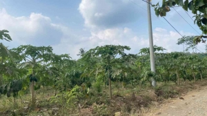 Tak Hanya Kopi, Pepaya Jadi Potensi Unggulan Desa Silo