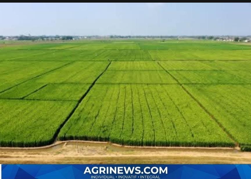 PM-AAS Mulai Ubah Wajah Budidaya Padi, Produktivitas di Sejumlah Daerah Tembus 10 Ton per Hektare