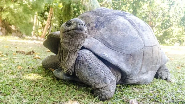 Empat Aldabra Raksasa Hadir di KBS, Tantangan Berikutnya Bukan Sekadar Jadi Tontonan