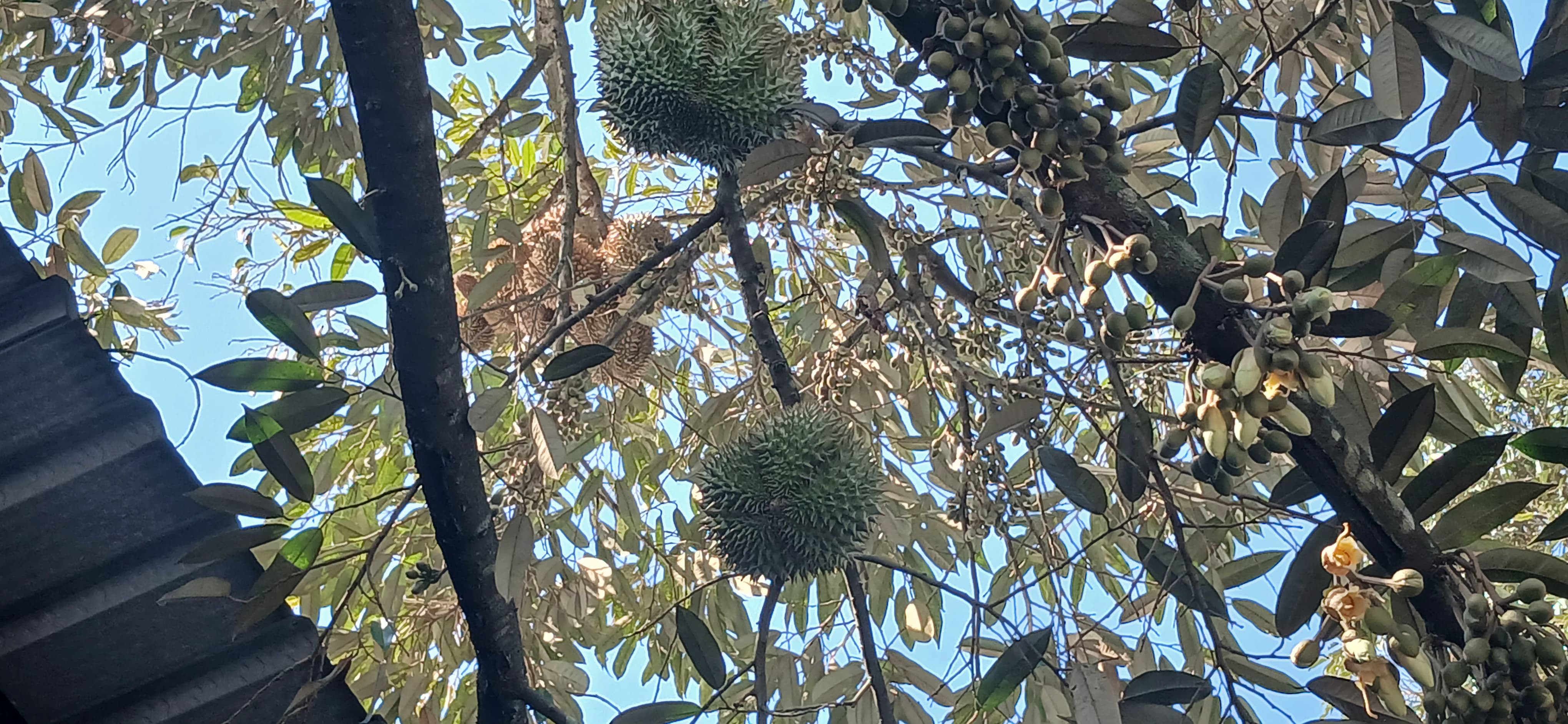 Banyuwangi Bikin Gebrakan! Durian Tak Kenal Musim, Ramuan Genderuwo dan Teknologi PT Indofas Agro Nusantara Jadi Andalan