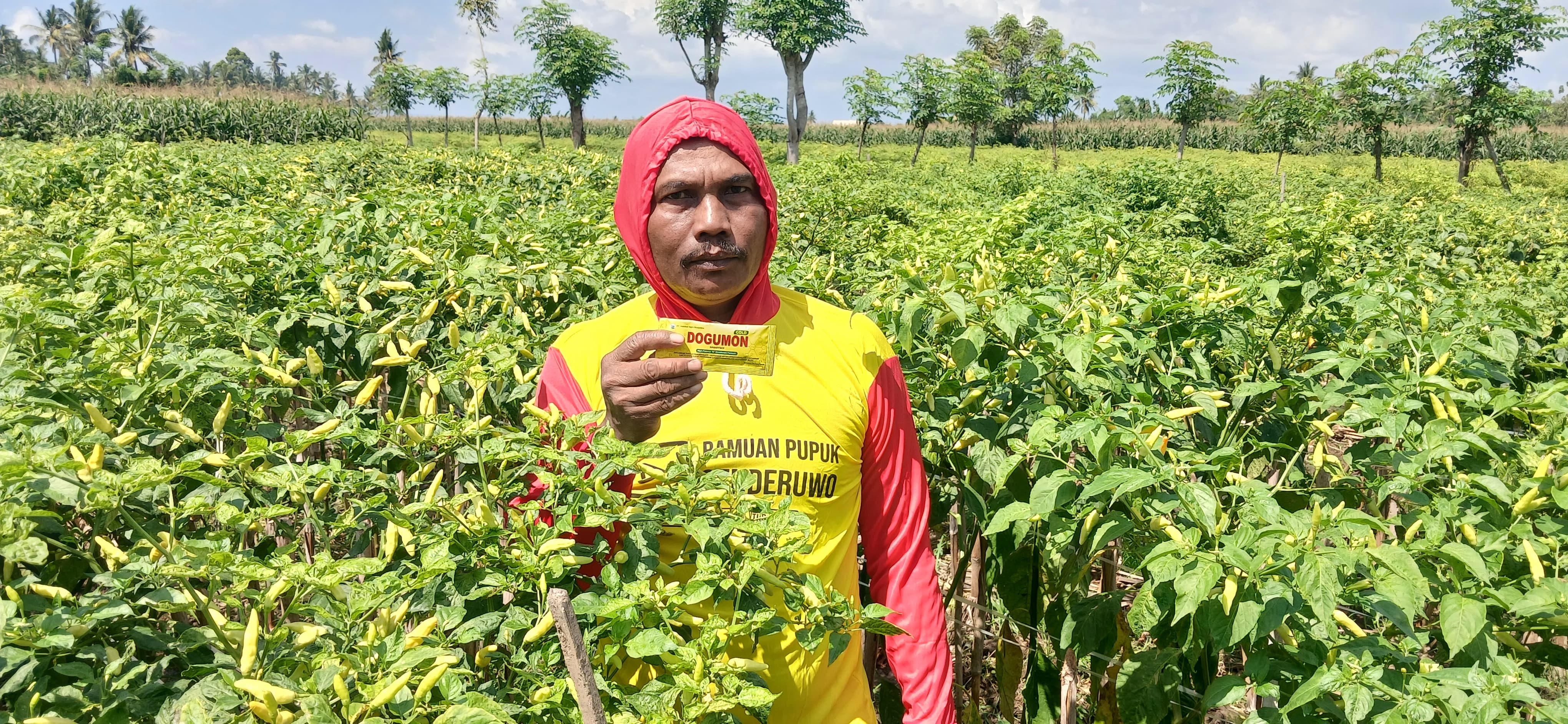 Cabai Sniper P. Ilham Jadi Sorotan Petani Srono